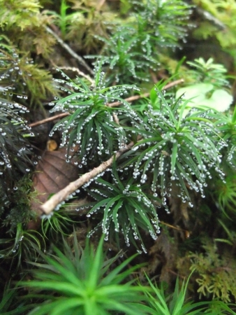 f:id:whalebone:20090812135901j:image f:id:whalebone:20090812135901j:image