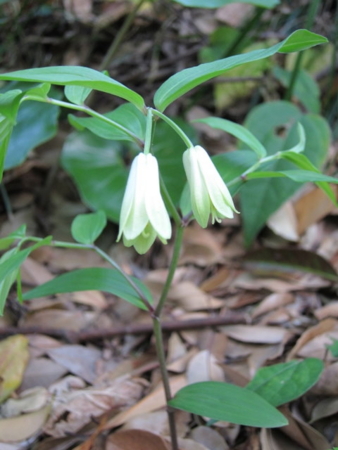 f:id:whalebone:20110430064622j:image f:id:whalebone:20110430064622j:image