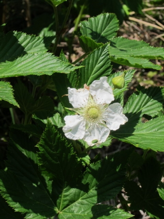 f:id:whalebone:20110430104623j:image f:id:whalebone:20110430104623j:image