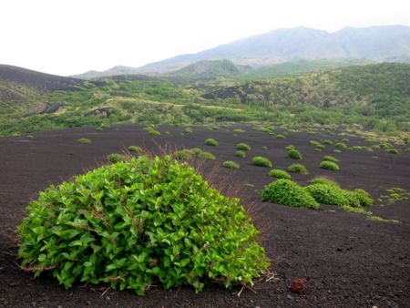 f:id:whalebone:20110430164407j:image f:id:whalebone:20110430164407j:image