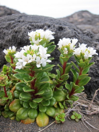f:id:whalebone:20110430171526j:image f:id:whalebone:20110430171526j:image