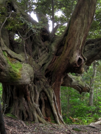 f:id:whalebone:20110501062245j:image f:id:whalebone:20110501062245j:image