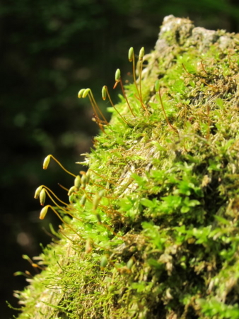 f:id:whalebone:20110604084049j:image