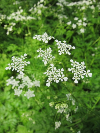 f:id:whalebone:20110604153744j:image