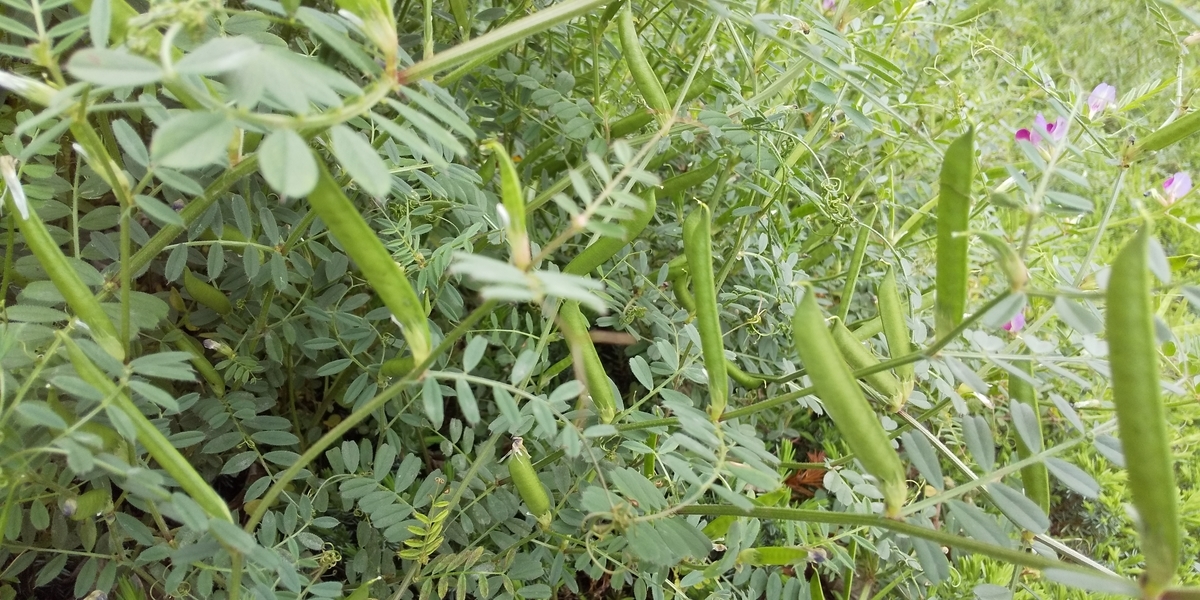 春の野草 カラスノエンドウは食べられる 栄養と調理方法と食感は 豊かな人生ってなんだろな 春の野草 カラスノエンドウは食べられる 栄養と調理方法と食感は 豊かな人生ってなんだろな