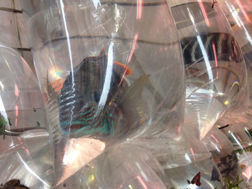 f:id:wheelie_king500:20171113225420j:plain f:id:wheelie_king500:20171113225420j:plain