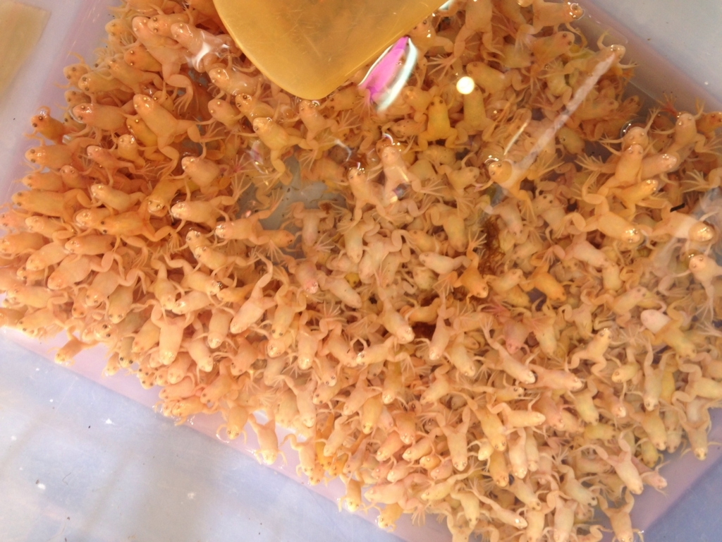 f:id:wheelie_king500:20171113225507j:plain f:id:wheelie_king500:20171113225507j:plain