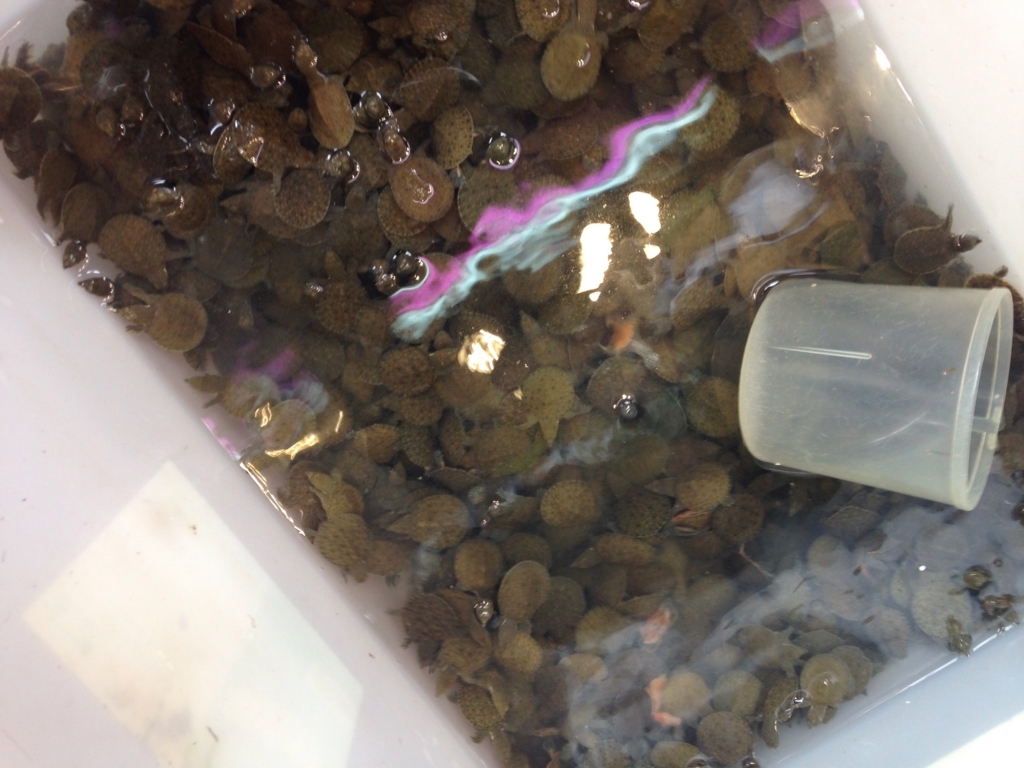 f:id:wheelie_king500:20171113225537j:plain f:id:wheelie_king500:20171113225537j:plain