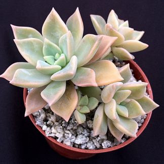 where to buy succulents online