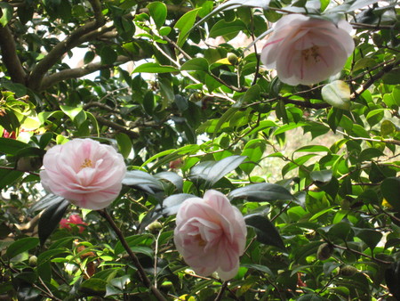 f:id:whirligig:20080405130729j:image f:id:whirligig:20080405130729j:image