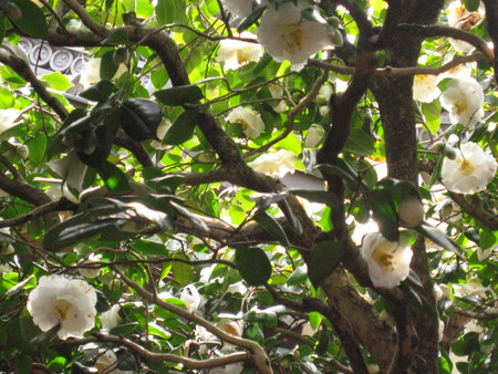 f:id:whirligig:20080405131012j:image f:id:whirligig:20080405131012j:image