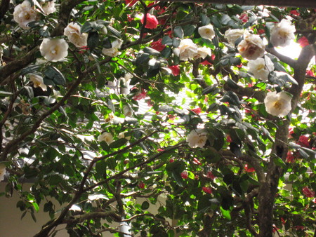 f:id:whirligig:20080405131312j:image f:id:whirligig:20080405131312j:image