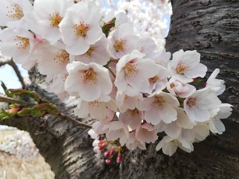 桜