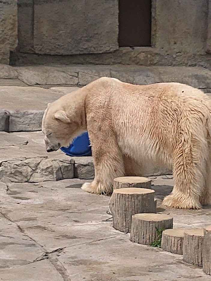 ホッキョクグマ