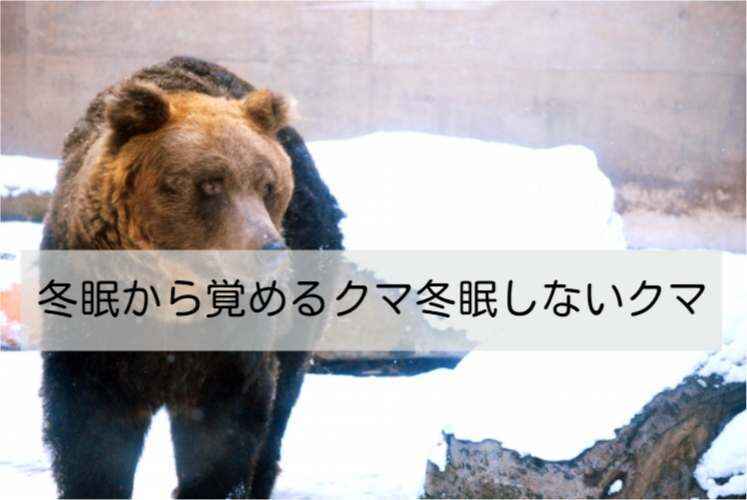 ヒグマ 冬眠しない | ヒグマは冬眠の準備をどうする – ZJONB