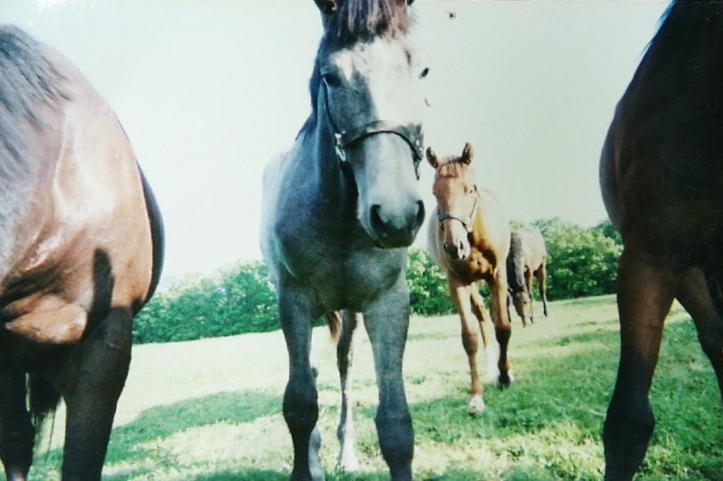 5頭の子馬の写真。撮影者の周りに集まってきているのがわかる。