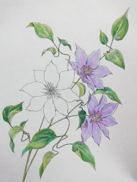 塗り絵をめぐる冒険