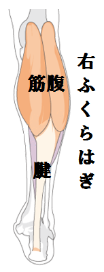 f:id:white_water-lily:20150722175722p:image