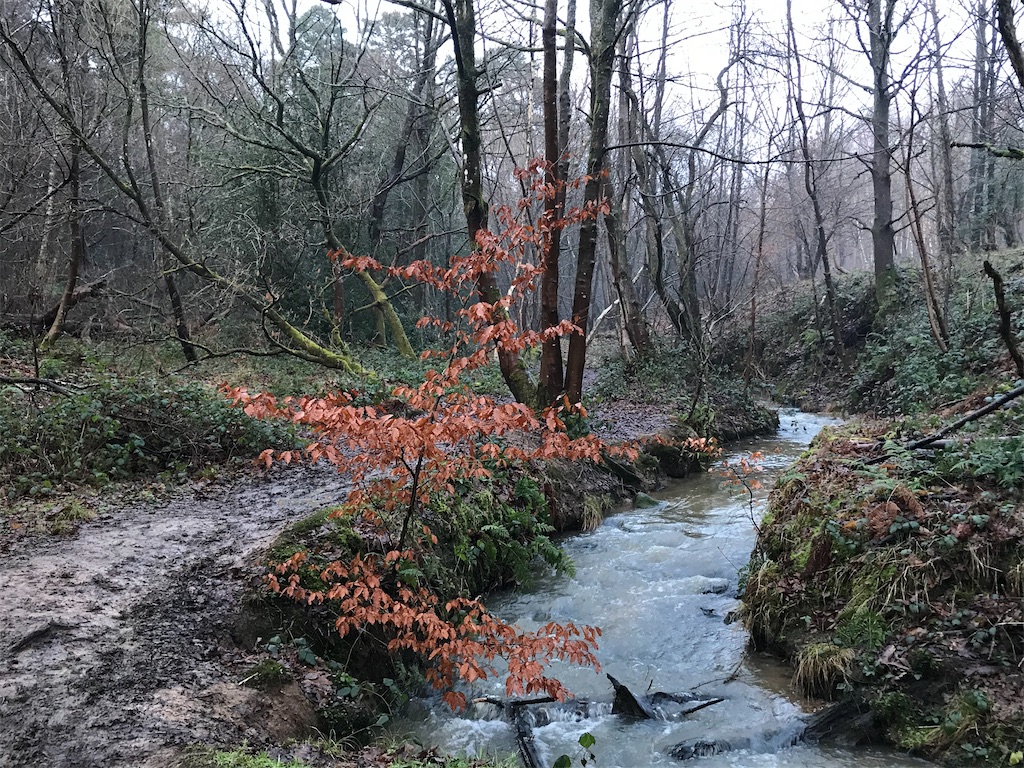 f:id:whitebridgeuk:20210118050227j:image f:id:whitebridgeuk:20210118050227j:image