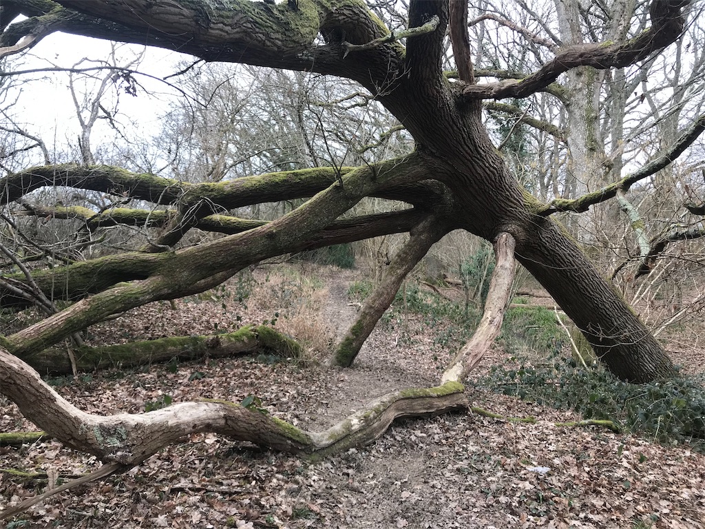 f:id:whitebridgeuk:20210214082258j:image f:id:whitebridgeuk:20210214082258j:image