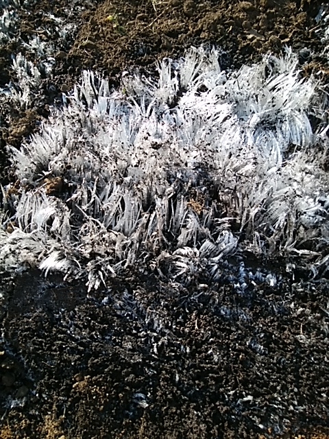 f:id:whitecyclamen:20200208201159j:plain