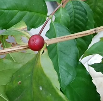 f:id:whitecyclamen:20200220183142j:plain