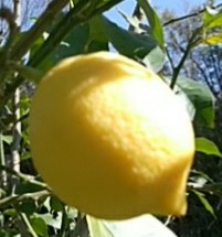 f:id:whitecyclamen:20200220183449j:plain