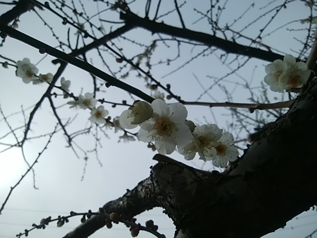 f:id:whitecyclamen:20200220183956j:plain