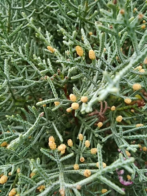 f:id:whitecyclamen:20200220184147j:plain