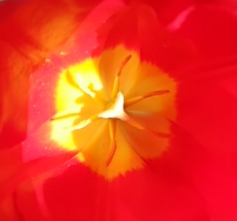 f:id:whitecyclamen:20200321132515j:plain