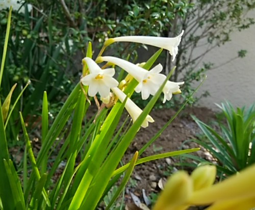 f:id:whitecyclamen:20200321133441j:plain