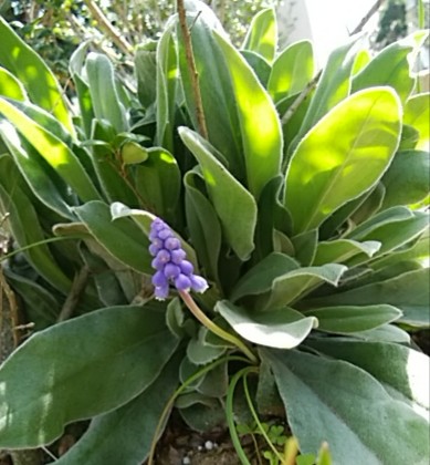 f:id:whitecyclamen:20200321134354j:plain