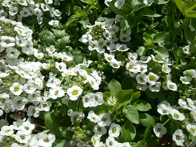 f:id:whitecyclamen:20200321134556j:plain