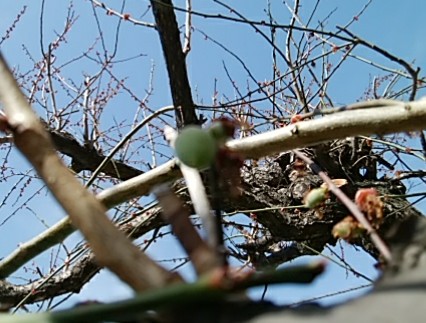 f:id:whitecyclamen:20200321134847j:plain