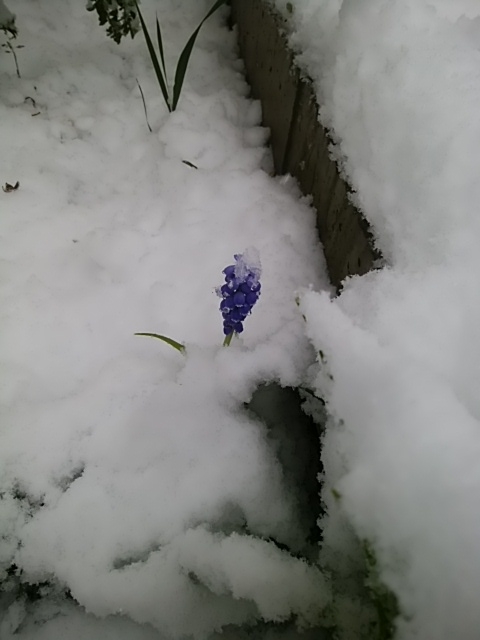 f:id:whitecyclamen:20200329112332j:plain