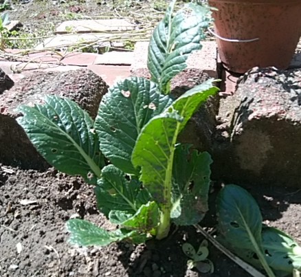 f:id:whitecyclamen:20200419145948j:plain