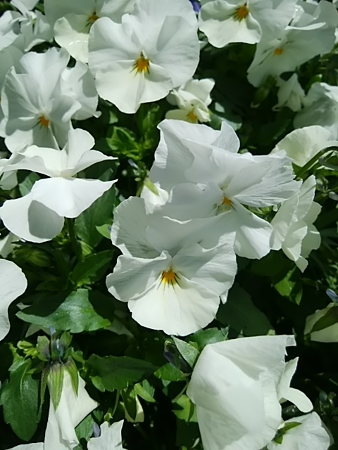 f:id:whitecyclamen:20200419151149j:plain