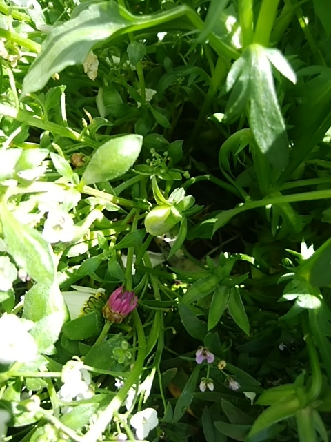 f:id:whitecyclamen:20200419151612j:plain