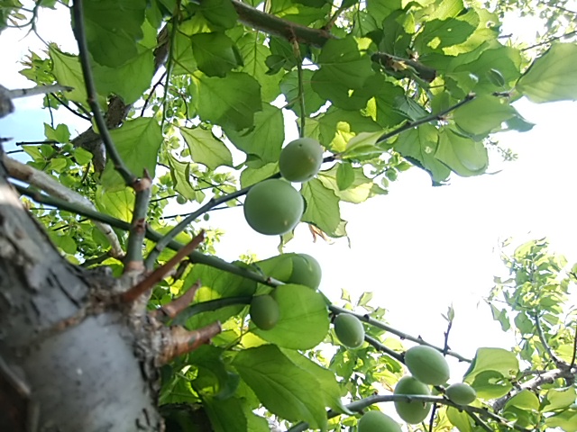 f:id:whitecyclamen:20200429222238j:plain