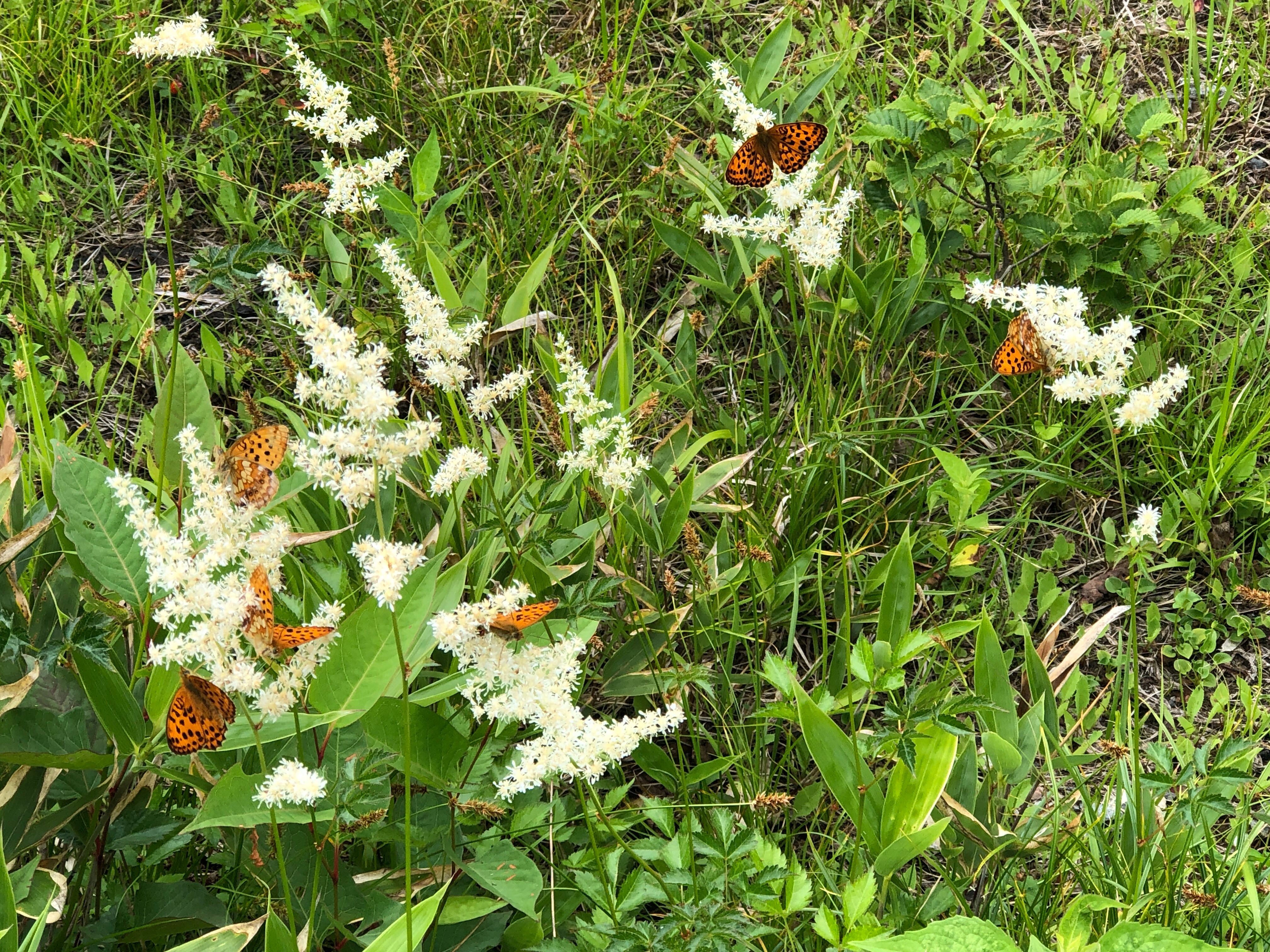 f:id:whitemountain:20250731233129j:image f:id:whitemountain:20250731233129j:image