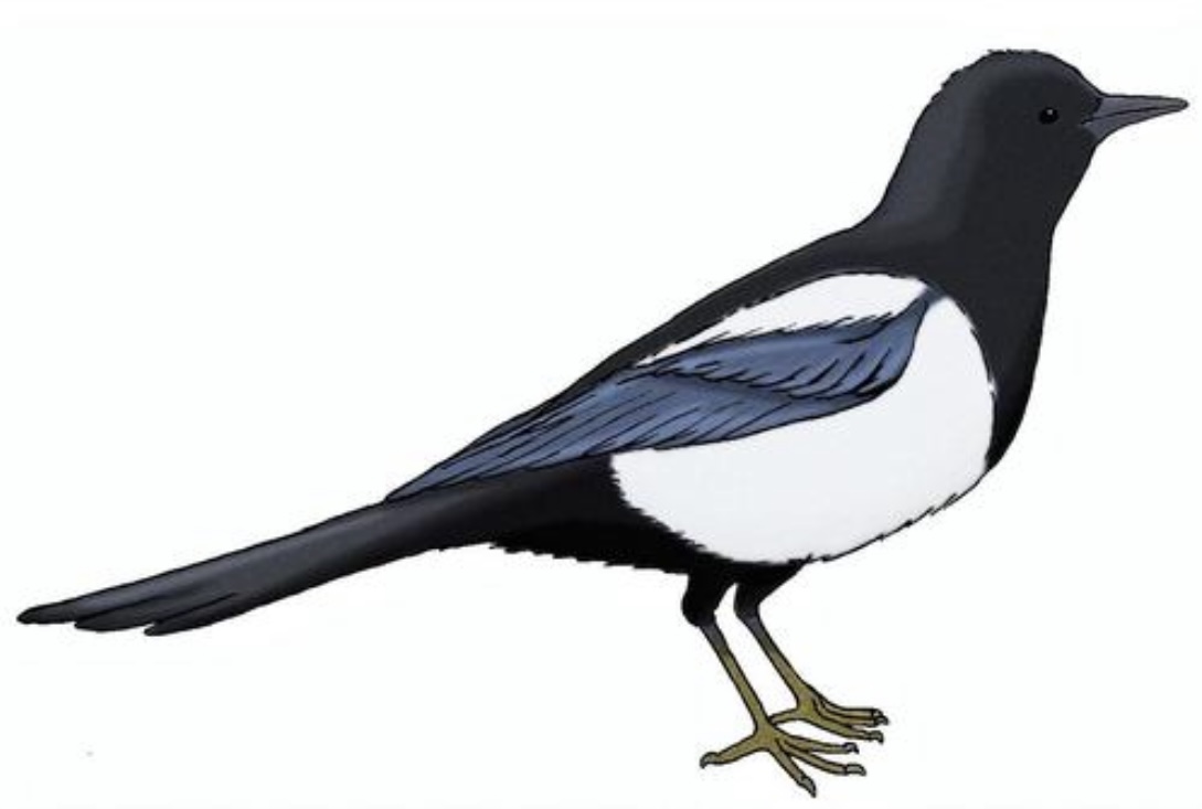 f:id:whitepearl:20210504190406j:plain