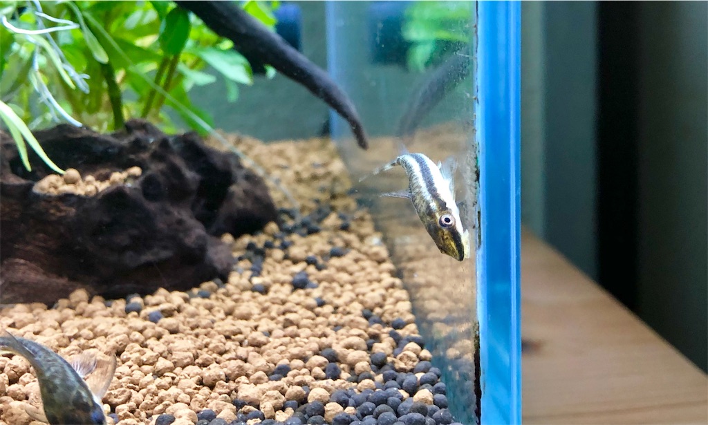 丈夫で飼いやすい熱帯魚の種類 Ada45センチ水槽でアクアリウム シロイサカナのつぶやき