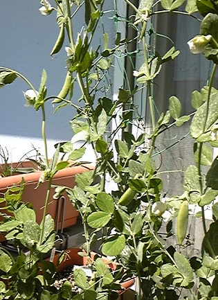 f:id:whitewitch:20110406105022j:image:left