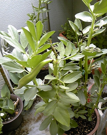 f:id:whitewitch:20110415144010j:image:left f:id:whitewitch:20110415144010j:image:left