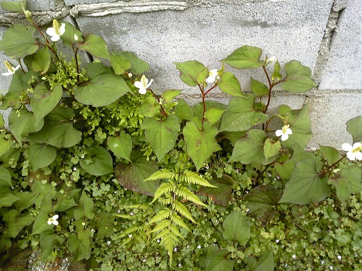 f:id:whitewitch:20120525114918j:image:w400 f:id:whitewitch:20120525114918j:image:w400