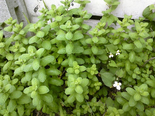 f:id:whitewitch:20120525115000j:image:w400 f:id:whitewitch:20120525115000j:image:w400