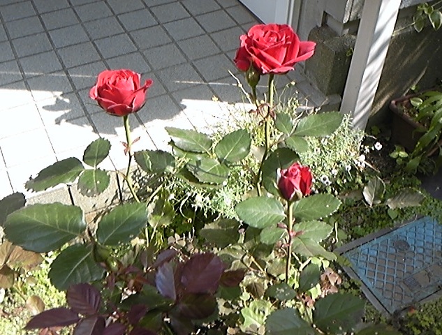 f:id:whitewitch:20120527143337j:image:w460 f:id:whitewitch:20120527143337j:image:w460