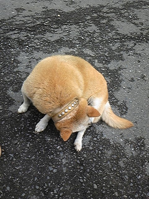 f:id:whitewitch:20120917101203j:image:w260