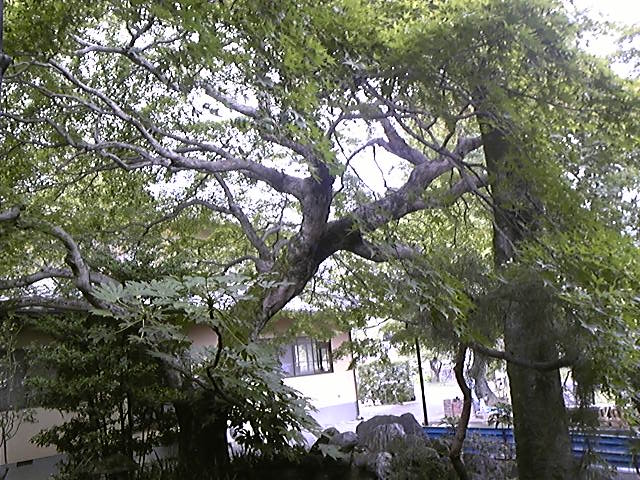 f:id:whitewitch:20120917121238j:image:w360