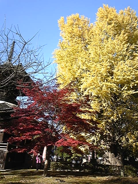 f:id:whitewitch:20121124142356j:image:w360